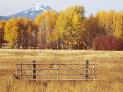 Autumn 5 Autumn 5