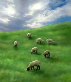 Sheep Sheep